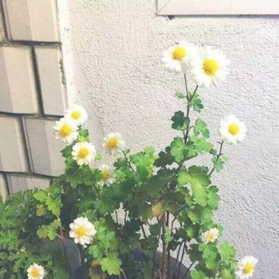 点点脑洞红包版下载