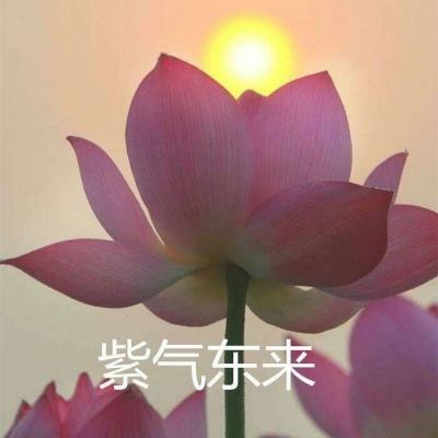 全民开飞机官方版下载